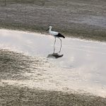幸せを運ぶ鳥