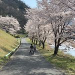 お花見サイクリング